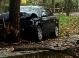 В Николаеве водитель снес дерево в парке и скрылся с места ДТП, - ФОТО