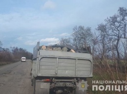 В Днепропетровской области мужчина перевозил тонны незаконной древесины в грузовике, - ФОТО