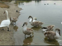 Грациозные лебеди на северодонецком озере Чистое. ФОТО