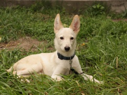 В Днепре щенок с необычными ушами ищет дом (Фото)