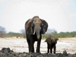 В Зимбабве массово вымирают слоны