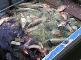 Браконьеры, наловившие десятки килограммов рыбы, ушли от ответственности