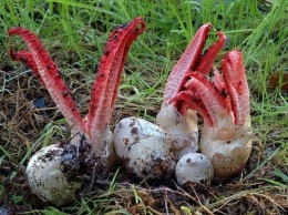 Пахнет гниющей плотью: найден редкий гриб - ''пальцы дьявола''. Фото