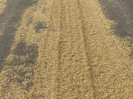 Зерно рассыпали на дороге в Харьковской области (фото)