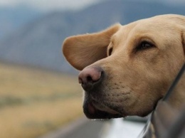 Самые опасные и агрессивные породы собак: топ 10 (Фото)