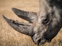 Ученые создали искусственный носорожий рог