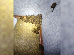 В Киеве у мужчины на балконе поселились 120 летучих мышей