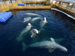 Последних белух выпустили из "китовой тюрьмы" в Приморье