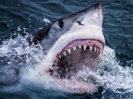 Рыбаки в желудке акулы обнаружили мужчину