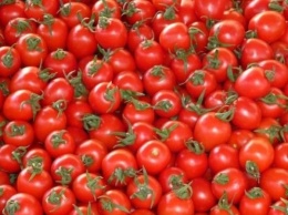 В Украину завезли партию зараженных молью турецких помидоров