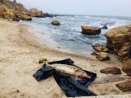 На одесских пляжах за выходные обнаружили двух мертвых дельфинов - это третий случай за месяц