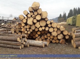 Западноукраинские лесорубы воровали у бизнесменов транспортные накладные для экспорта древесины
