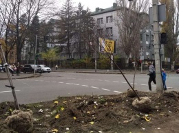 В центре Днепра высаживают деревья