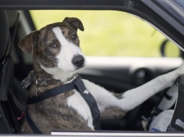 Курьез: в Запорожье заметили собаку за рулем (ФОТО)