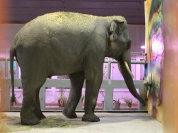 Два азиатских слона обрели новый дом в Николаевском зоопарке, - ФОТО