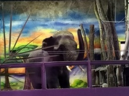 В Николаевский зоопарк привезли двух слонов