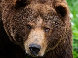 На Прикарпатье медвежонок шалил на свалке и "обносил" фруктовые деревья не боясь людей (ВИДЕО)