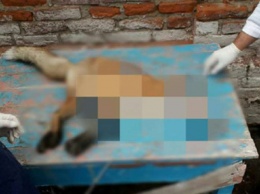 В Запорожской области агрессивная лиса напала на мужчину