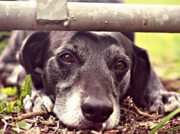 В Никополе снова травят собак: какие медикаменты должны быть под рукой