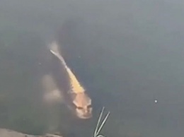 В интернет попало видео рыбы с человеческим лицом