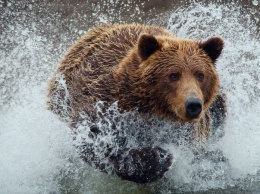 Болгарский СПА-салон облюбовала семья медведей (ВИДЕО)
