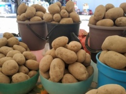 В Украину завезли крупнейшие в истории объемы импортного картофеля