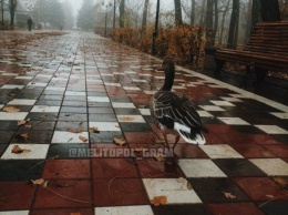 В Запорожской области ручной гусь решился на долгую прогулку (ФОТО)