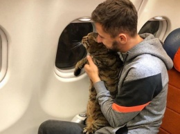В России толстый кот обманом проник на рейс - в "Аэрофлоте" применили санкции