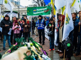 В Киеве под Верховную Раду принесли мертвую свинью в гробу