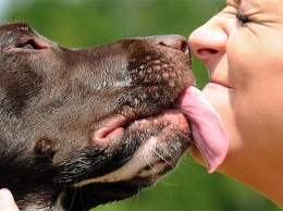 Запорожцам рассказали, почему целовать домашних животных может быть смертельно опасно
