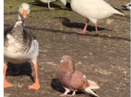 Курьезы. В мелитопольском зоопарке голубь решил "жениться" на гусыне (видео)