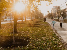 Почему в Киеве десятками высаживают сакуры