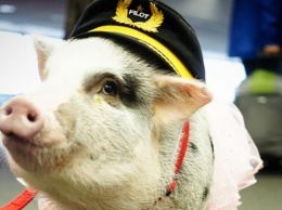 Свинка-терапевт помогает пассажирам снять стресс в аэропорту Сан-Франциско