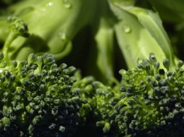 Найдена генетическая причина нелюбви к брокколи