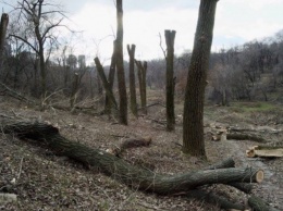 Пилят тоннами: мэрия Днепра потратит на спил деревьев еще 3,6 миллиона гривен