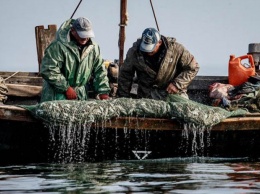 Госрыбагентство фиксирует рекордное сокращение вылова в Азовском море