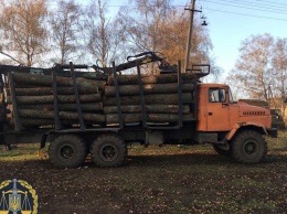 Вырубка леса в Харьковской области: разоблачены лесничие