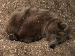 Зима близко. В зоопарке медведи впадают в спячку