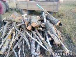 Зима близко: жители Рени вырубают лесопосадки на дрова