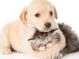 Пушистый антистресс: Названы лучшие породы собак и котов для женщин за 30