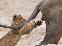 Названы самые смешные фотографии диких животных этого года (ФОТО)