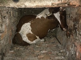 Корова свалилась в трехметровую яму в селе Петровка и отделалась лишь легким испугом