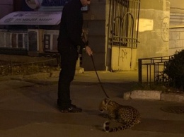 По Киеву на поводке вели леопарда: зоозащитники просят опознать мужчину (ФОТО)