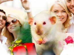 Любвеобильные Крысы: Покровитель 2020 года готовит новые отношения