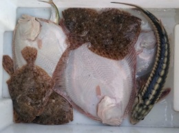 Сколько и какой рыбы в Азовском море, - отчет исследователей