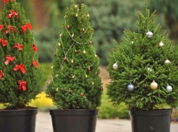 Получи ответ: можно ли купить елку в горшке, а после новогодних праздников высадить ее на улице
