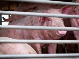 Очередной случай африканской чумы свиней на Николаевщине