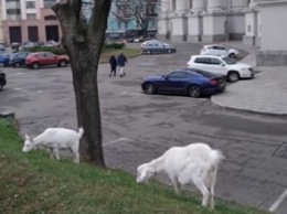 В центре Киева под министерством паслись козы