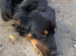 На Днепропетровщине люди решили избавиться от собаки «гуманным» способом (Фото)