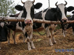 На Житомирщине запускают проект по созданию семейных молочных ферм